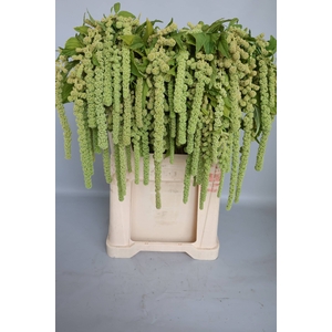 Amaranthus Hang Cycloop Koot