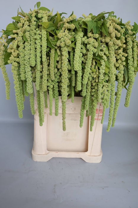 <h4>Amaranthus Hang Cycloop Koot</h4>