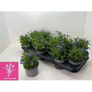 LOBE ER COMPACTA BLA