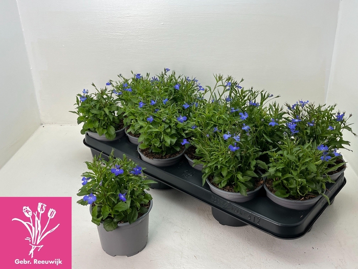 <h4>LOBE ER COMPACTA BLA</h4>