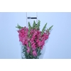 BOCA DE LEAO MONACO ROSE 080 CM