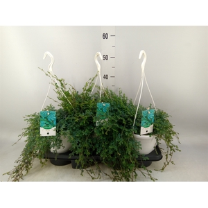 Selaginella uncinata 'Peacock'