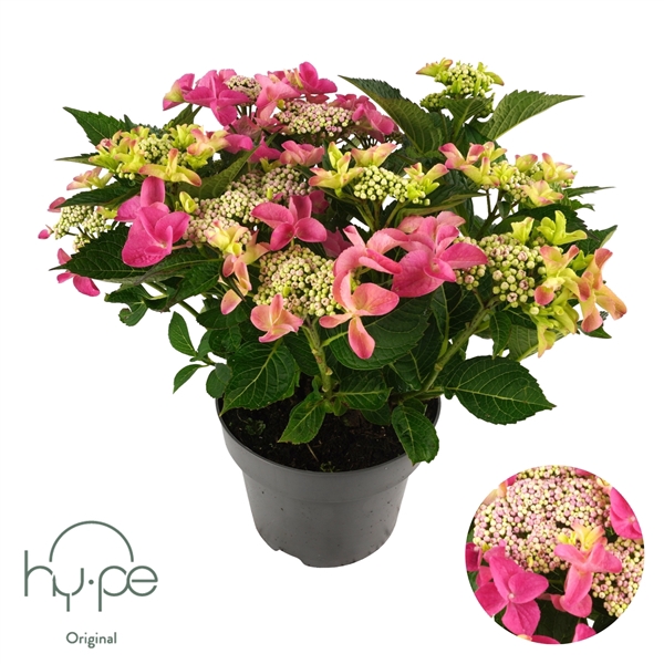 Hydrangea Lacecap Pink 10+ | Hy-pe Original