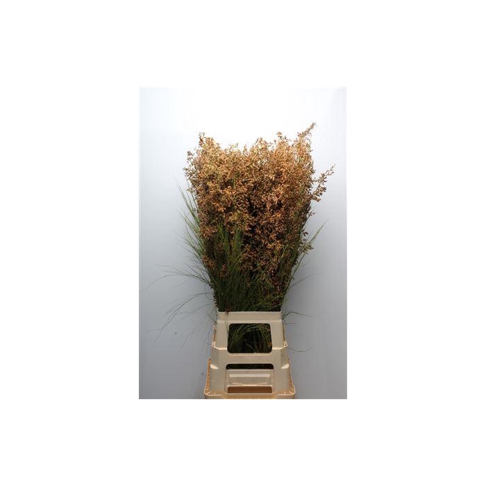 <h4>Kaaps Bell Reed Natural</h4>