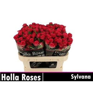 R Tr Sylvana