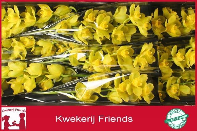 <h4>CYMB T GOLDEN WISH</h4>