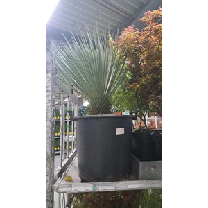 YUC ROSTRATA