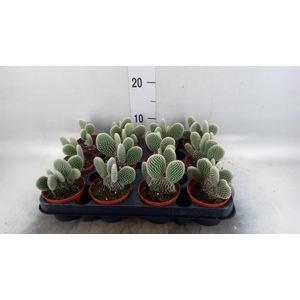 Opuntia microdasys 'Albispina'