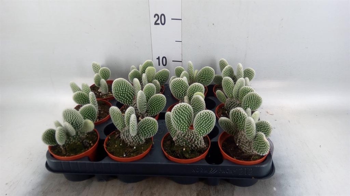 <h4>Opuntia microdasys 'Albispina'</h4>