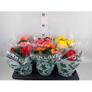 Begonia elat. DU   ...mix
