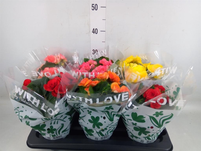 <h4>Begonia elat. DU ...mix</h4>