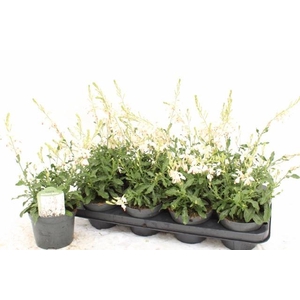 GAUR LI GEYSER WHITE