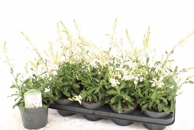 <h4>GAUR LI GEYSER WHITE</h4>