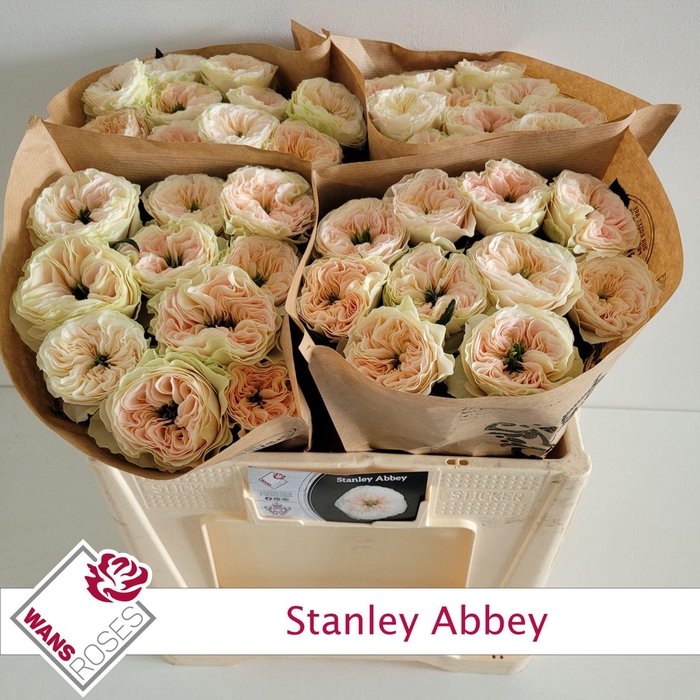 <h4>ROSA GR 'STANLEY ABBEY'</h4>