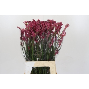 Anigozanthos Mini Pearl