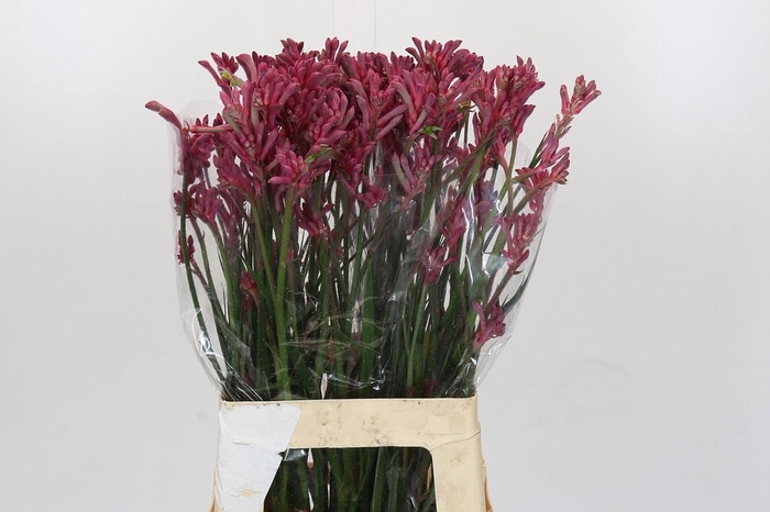 <h4>Anigozanthos Mini Pearl</h4>