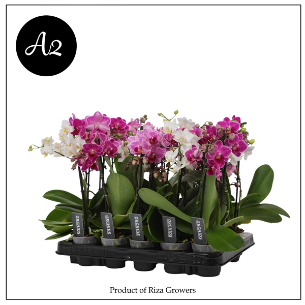 <h4>Phal. A2 Multi Mix - 1 + 2 spike 7cm</h4>