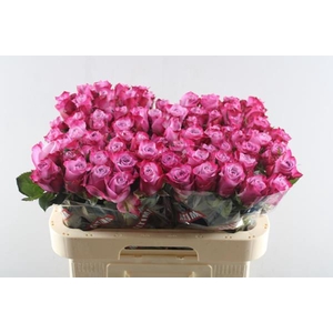 R Gr Deep Purple L60