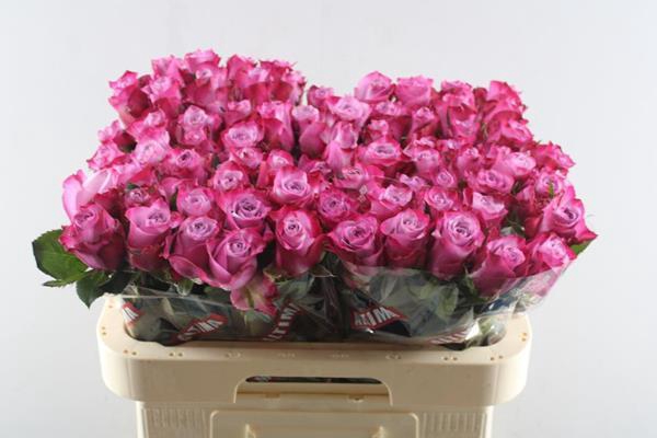 <h4>R Gr Deep Purple L60</h4>