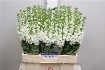 <h4>Matth Aida White</h4>