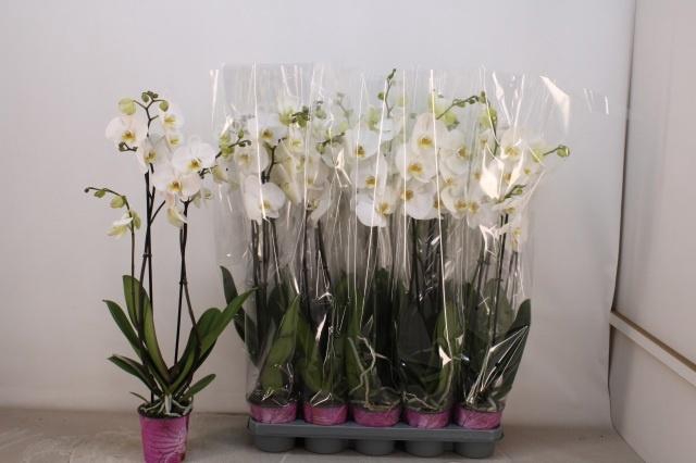 <h4>PHAL OV WIT</h4>