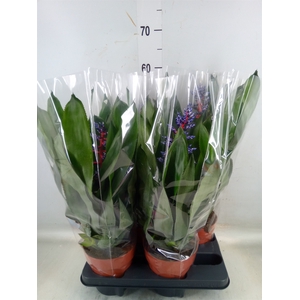 Aechmea   ...
