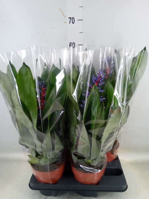 <h4>Aechmea   ...</h4>
