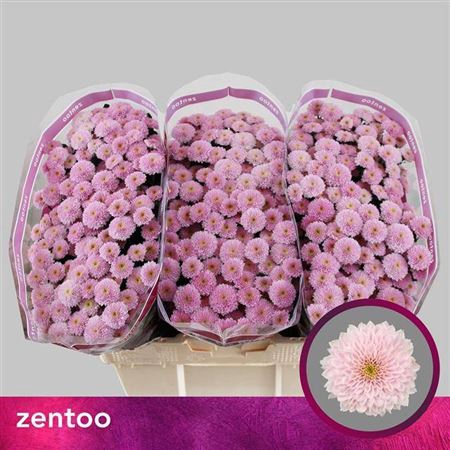 <h4>Sant Miller Pearl ''new''</h4>