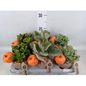 Crassula   ...mix