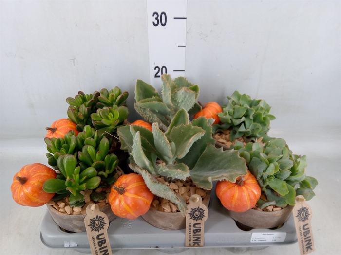 <h4>Crassula   ...mix</h4>