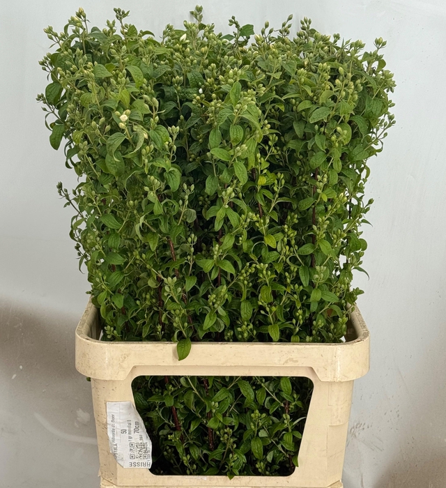 <h4>PHILAD SNOWBELLE</h4>