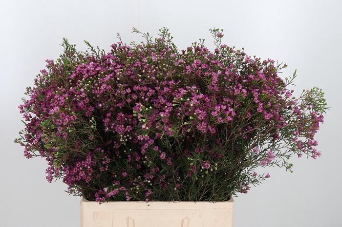 <h4>Chame Un Prince</h4>