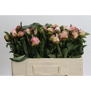 PAEONIA GARDENIA