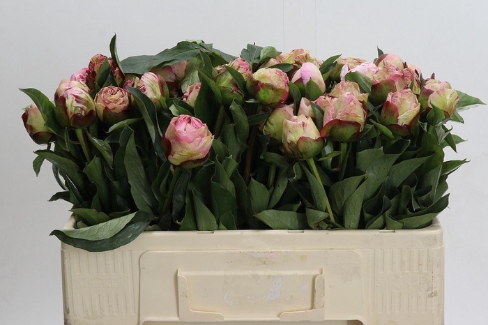 <h4>PAEONIA GARDENIA</h4>