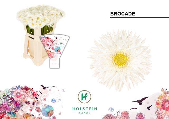 <h4>GE MI BROCADE</h4>