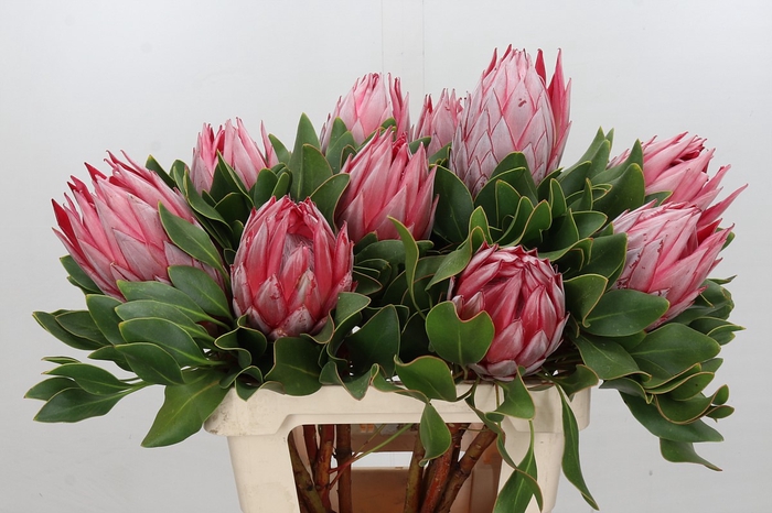 <h4>Protea Cynaroides Stellar</h4>