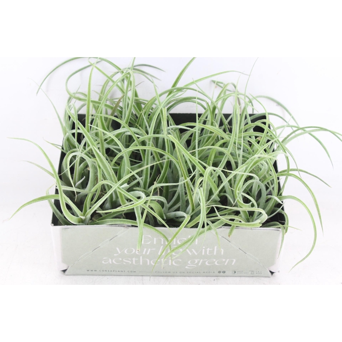 <h4>Arr3 Cp - Till. Curly Bonsai X20</h4>