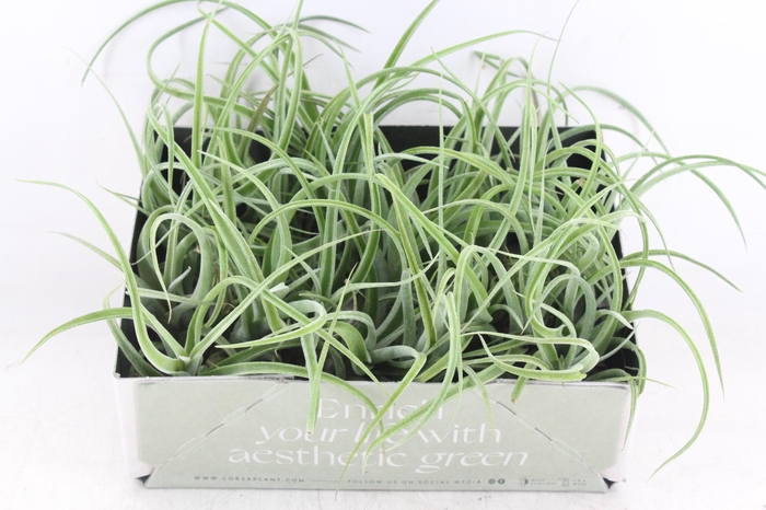 <h4>arr3 CP - Till. Curly bonsai x20</h4>