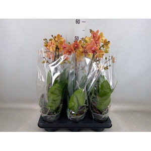 Phalaenopsis multi. 'FC SunsetLove'