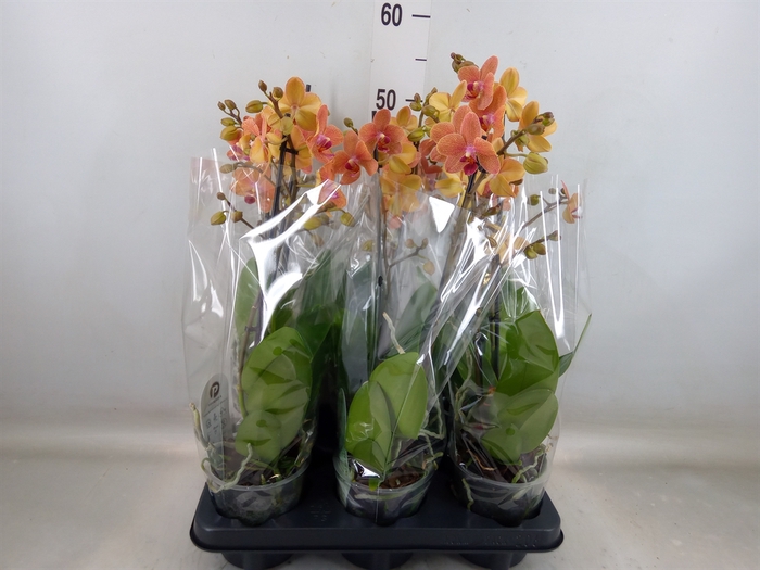 <h4>Phalaenopsis multi. 'FC SunsetLove'</h4>