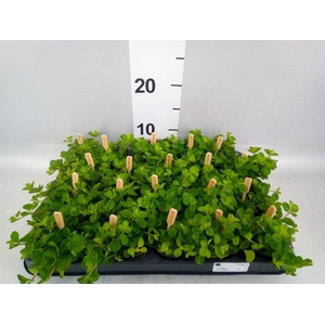 Peperomia rotundifolia