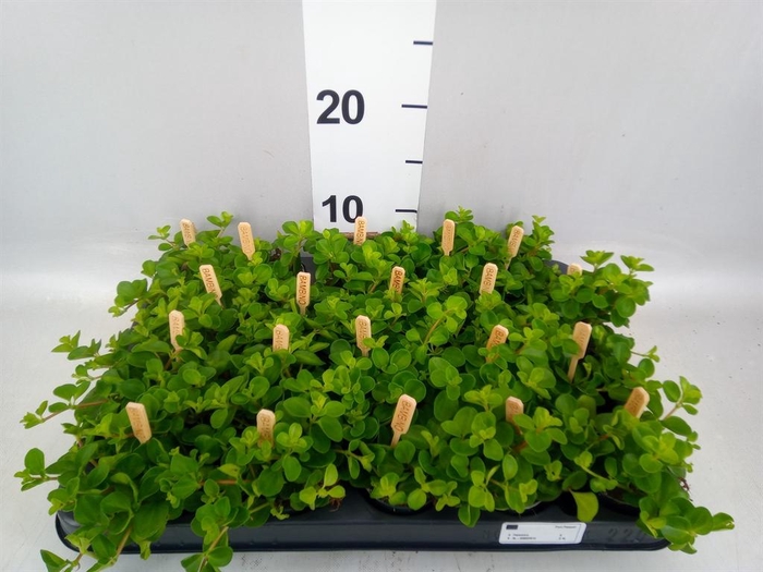 <h4>Peperomia rotundifolia</h4>