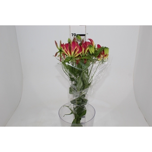 GLORIOSA