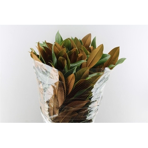 Magnolia 400 Gram