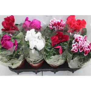 CYCLAMEN P14