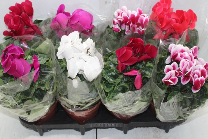 <h4>CYCLAMEN P14</h4>
