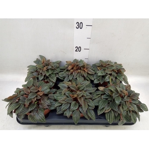 Peperomia caperata 'Lima'