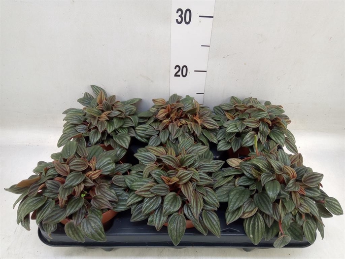 <h4>Peperomia caperata 'Lima'</h4>