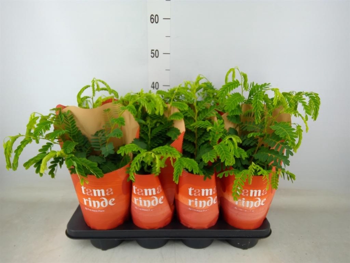 <h4>Tamarindus indica</h4>