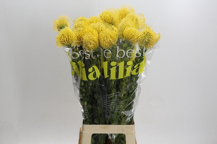 <h4>Nutans High Gold</h4>